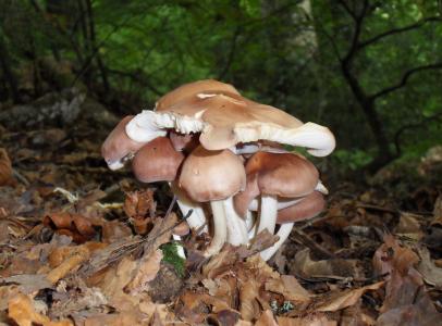 蘑菇, 秋天, 木材, 自然, 赛季, 棕色, 秋天