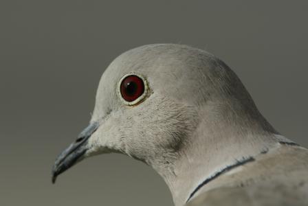 鸽子, 眼睛, 红红的眼睛, 鸟, 条例草案, 自然