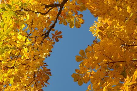 栗叶, 秋天, 秋天的颜色, 叶子, 树, 板栗, 板栗树
