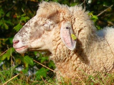 羊, 头, 毛皮, 软, 羊毛, 动物, 农业