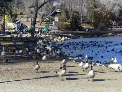 池塘, 加拿大鹅, 迁移, 鸟, 动物, 自然