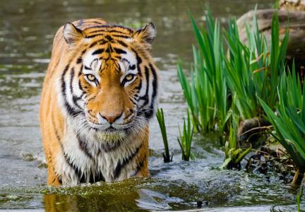 老虎, 寻找, 大猫, 猫科动物, 野生动物, 自然, 水