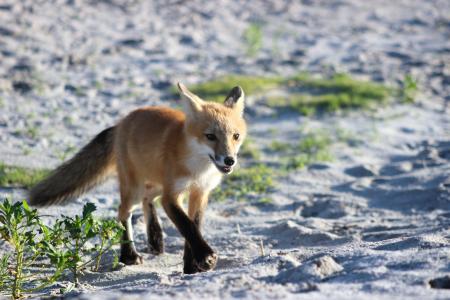 狐狸, 野生动物, 海滩, 自然, 哺乳动物, 年轻, 捕食者