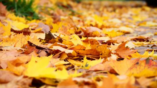 叶, 秋天, 黄色, 落叶的秋天, 秋天的落叶, 叶子, 森林