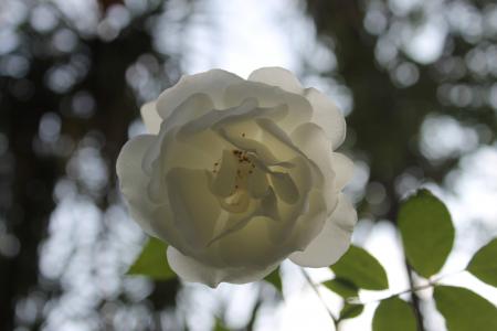 白色, 上升, 白玫瑰