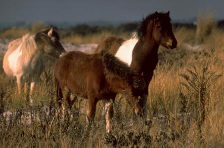 野生小马, 放牧, 草原, 马, 科蒂格岛, 弗吉尼亚州, 美国
