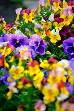 花, 三色堇, 花园, 紫色, 多彩, 颜色, 自然