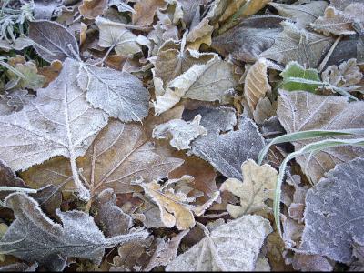 冷若冰霜的叶子, 棕色, 自然, 冬天, 早上, 叶子