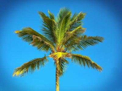 棕榈, 加勒比海, 海滩, 海, 夏季, 天空, 沙滩