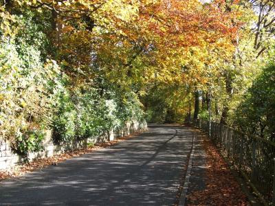 秋天, 树, 树木, 道路, 橙色, 秋天, 赛季
