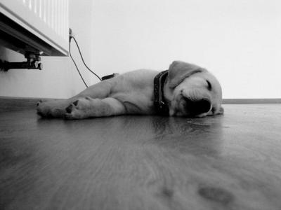狗, 小狗, 地板, 睡, 睡眠