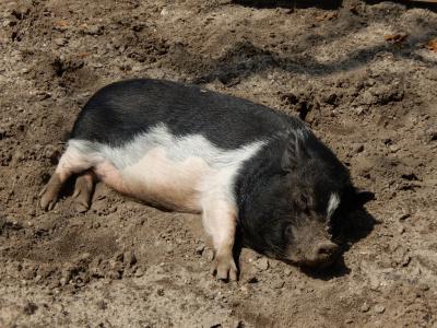 猪, 动物, 农场, 猪, 猪肉, 哺乳动物, 国内的猪