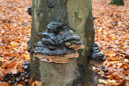 三蘑菇, 秋天, 火种, leuvenum, 森林