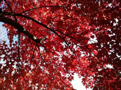 秋天, 叶子, 秋天, 自然, 树木, 红色, 背景