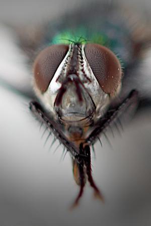 普通家蝇, 复眼, 宏观, 关闭, 飞, 自然, 昆虫