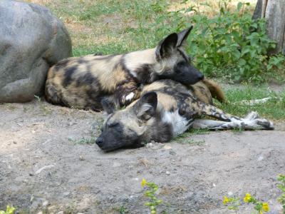 动物园, 鬣狗, 动物, 在撒谎, 打瞌睡, 神秘, 非洲野狗