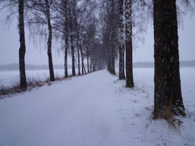 冬天, 雪, 晚上, 感冒, 桦木大道, 大道
