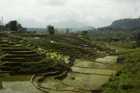 地形, 大米, 稻田, 梯田农业, 尼泊尔, 水稻种植园, 种植园