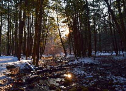冬天, 雪, 森林, 阳光, 感冒, 自然, 景观