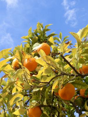 橘树, andalousia, 西班牙, 春天