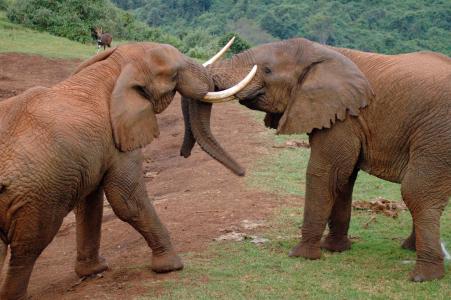 大象, 非洲, 阿伯德尔公园, 肯尼亚