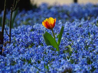 春天, 郁金香, 草甸, 蓝色的花朵