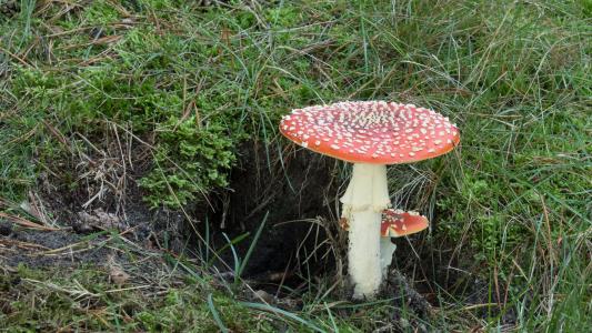飞金顶, 蘑菇, 秋天, 自然, 森林, 有毒, 红色飞木耳蘑菇