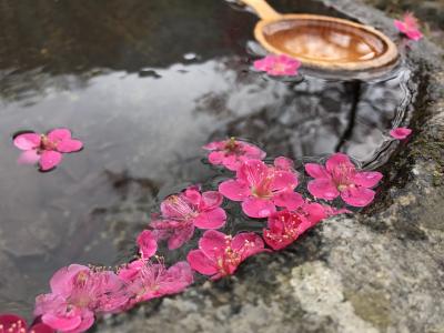 花瓣, 水, 游泳池, 花, 韩国, 自然, 粉红色的颜色