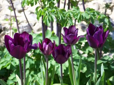 郁金香, 紫色, 花园, 春天, 自然, 开花, 花