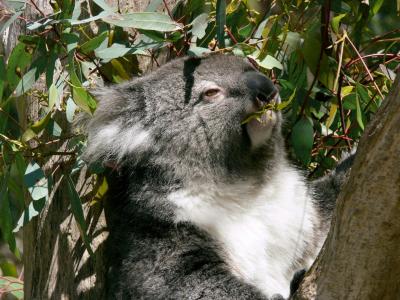 树袋熊, 有袋类动物, 桉树, 叶, 吃, 澳大利亚, 野生动物