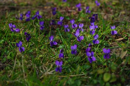 沃德紫, 紫罗兰色, 花, 开花, 绽放, 春天, 春天的预兆
