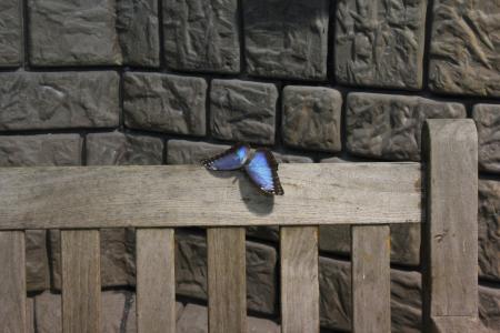 蝴蝶, 湖 dusia, 墙上, 板凳