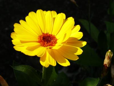 黄色, 自然, 花