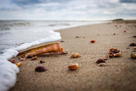 海滩, 海, 壳, 沙子, 假日, 云彩, 剑壳