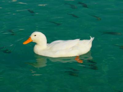 鸭, 白色, 鸭子, 动物, 水