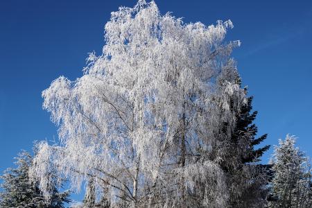 冬天, 树, 桦木, 冰, 自然, 寒冷, 雪