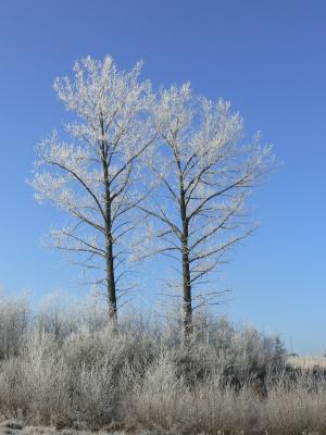 冬天, 弗罗斯特, 树, 自然, 雪, 白色