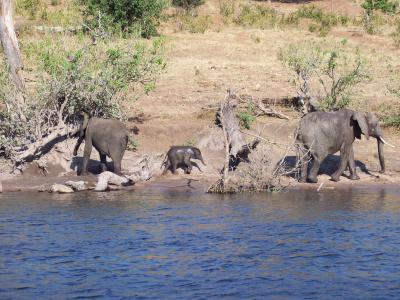 博茨瓦纳, 宝贝, 大象, 河, 野生动物