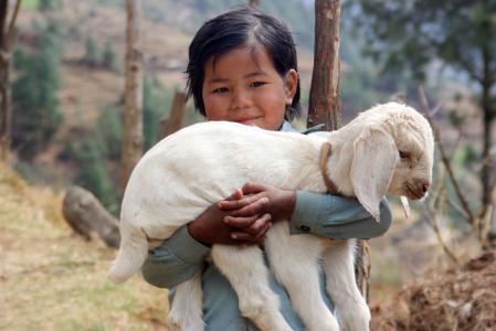 尼泊尔, 羔羊, 夏尔巴, 跋涉, 女孩, 儿童, 当地人民