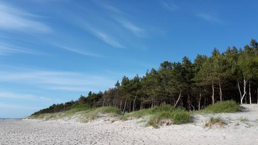 海, 海滩, 巴提卡, 加, 立陶宛, 松树, 天空