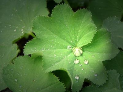 雨, 滴灌, 植物, 自然, 雨滴