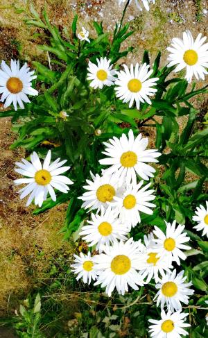 雏菊, 花, 白色, 花瓣, 自然