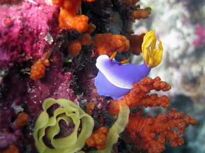 印度尼西亚, 水下, 珊瑚, 礁, 跳水, 水肺潜水, 鳃