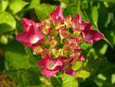 绣球花, 一种观赏灌木, 开花, 绽放, 温室绣球, 粉色