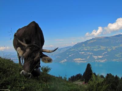牛肉, 母牛, 农场里的动物, 瑞士, 湖, thunersee