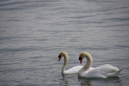 天鹅对, 天鹅, 康斯坦茨湖, 团结