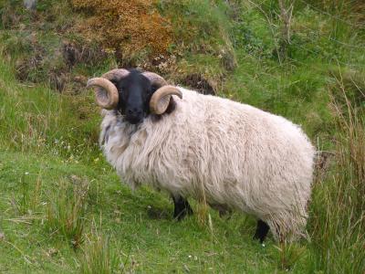 白羊座, 羊, 喇叭, 羊毛, ram, 喇叭, 博克