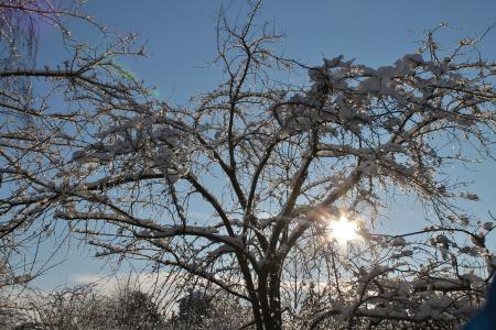 冬天, 雪, 树在冬天, 阳光, 12 月