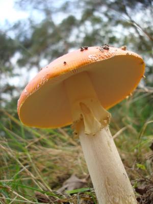 蘑菇, 自然, 宏观, 荷兰