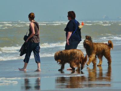 海滩, 走在沙滩上, 海, 波, 狗, 人类, 人